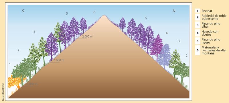 Archivo:Espana Perfil-de-vegetacion-del-Pirineo-Aragones 2017 ilustracion 16614 spa.jpg